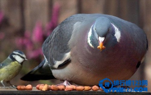全球最肥胖的动物聚集：鸟胖的已经飞不动了