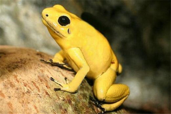 世界十大毒青蛙 KOKOE箭蛙叫声像鸟，黄金箭蛙三分钟让人毙命