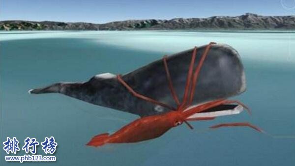 世界上最大的乌贼图片，大王乌贼长80米重达50吨（常与鲸鱼搏斗）